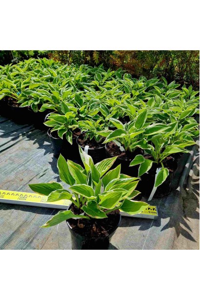 Хоста гибридная Франция  - 3л/вис.20-30см/Ø30-40см